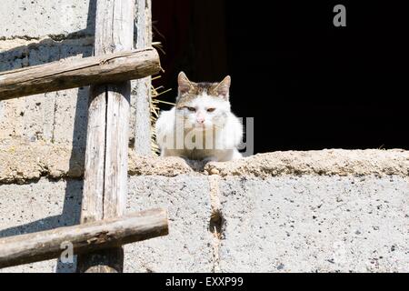 Katze im freien Porträt. Hauskatze in Außenleuchte fotografiert. Stockfoto