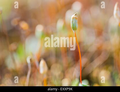 Beutiful blühenden Moos hautnah. Details der Pflanzenzucht im Wald. Stockfoto