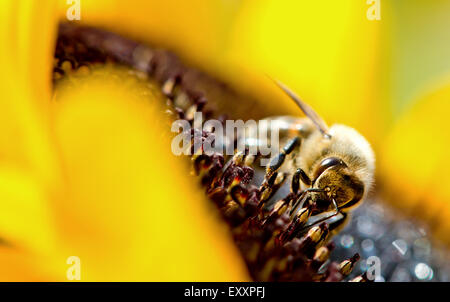 Haimhausen, Deutschland. 17. Juli 2015. Eine Biene sitzt auf der Blüte einer Sonnenblume in der Nähe von Haimhausen, Deutschland, 17. Juli 2015. Foto: SVEN HOPPE/Dpa/Alamy Live News Stockfoto