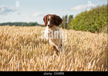 Springer Spaniel Hund im Weizenfeld springen und springen, Spaß haben Stockfoto