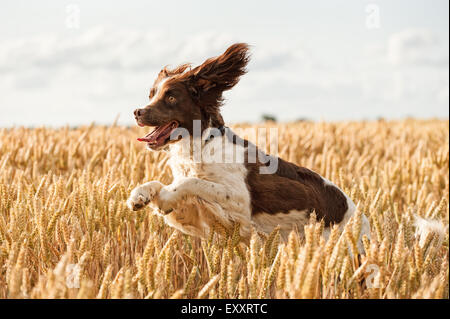 Springer Spaniel hund im Sommer Weizenfeld hüpfen und springen Spaß Stockfoto