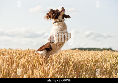 Springer Spaniel Hund im Weizenfeld springen und springen, Spaß haben Stockfoto