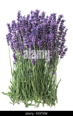 Lavendel Blumen isoliert auf weißem Hintergrund. Handvoll frische Blüten Stockfoto