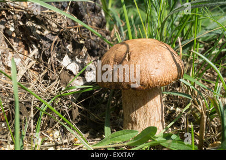 Champignon wächst in Holz Stockfoto