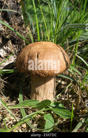 Champignon wächst in Holz Stockfoto