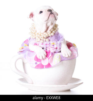 weibliche Welpen - Bulldog sitzen in eine Teetasse auf weißem Hintergrund - 7 Wochen alt Stockfoto