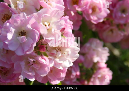Viele kleine Blüten von rosa rose Stockfotografie Alamy