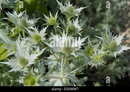 Eryngium Giganteum oder Meer Stechpalme, verschiedene Miss Wilmott Ghost Stockfoto