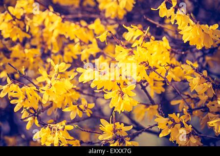 Vintage Foto von Closeup Forsythien Blumen in voller Blüte. Frühling Blumen Stockfoto