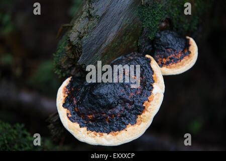 15. Juli 2012 - Aokigahara, Japan - A Pilz auf Rinde im feuchten Wald wächst. Eine konservative Schätzung von 27.000 Menschen Selbstmord begehen jedes Jahr in Japan, das eine Person alle 20 Minuten. Mehr als 70 Menschen am Ende ihres Lebens in Japan jeden Tag, und Selbstmord ist Todesursache Nummer eins bei Männern im Alter von 20-44 geworden. Am Fuße des legendären Fuji Japans liegen ausgestreckt unter einige der beeindruckendsten Landschaften in Japan ist ein solcher Ort. Am Ende dieses malerische Bergdorf liegt das haunted Ziel der gebrochenen Seelen bekannt als Aokigahara, oft bezeichnet als die "Sea of Trees" und weitere infa Stockfoto