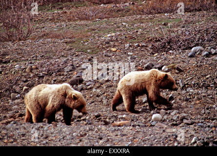 Ein paar Jugendliche Grizzly Bären, Denali-Nationalpark, Alaska Stockfoto