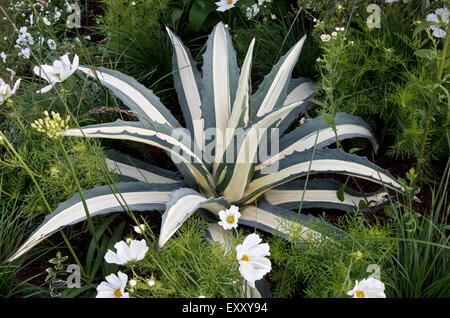 Agave Americana - eine bunte Sorte Stockfoto