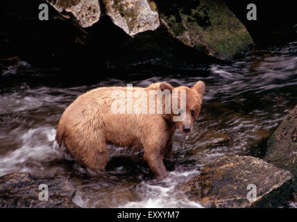 Ein grizzly oder Brauner Bär, Anan Tierwelt Observatory, Wrangell, Alaska Stockfoto