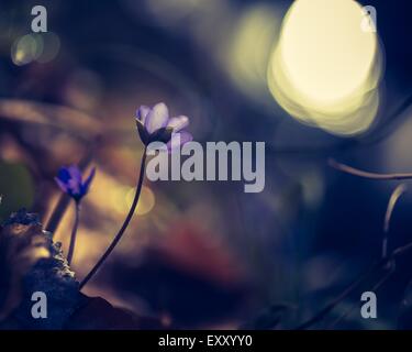 Vintage Foto Liverworts Blumen blühen im Frühling Wald. Nahaufnahme von Wildblumen. Stockfoto