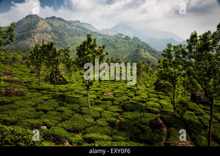 Tee-Plantage in der Nähe von Munnar, Kerala, Indien. Die Western Ghats sind im Hintergrund Stockfoto