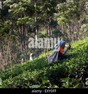 Tamil Teepflückerinnen bei der Arbeit in Munnar, Kerala, Indien Teeplantage Stockfoto