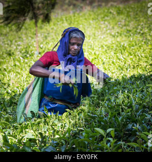 Tamil Tee-Auswahl bei der Arbeit in einer Teeplantage Munnar Kerala Indien Stockfoto