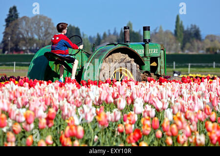 Bunten Tulpenfeld und junge sitzt auf Traktor, Tulip Fest, hölzerne Schuh Tulip Farm, Woodburn, in der Nähe von Portland, Oregon USA Stockfoto