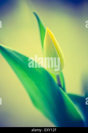 Vintage Foto gelbe Tulpe Blume. Schönen Frühling Blumenstrauß Stockfoto