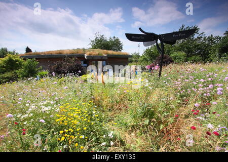 Ein begrüntes Dach wächst auf Discovery Centre, Sheffield Manor Lodge - Haus einer impressionistischen Blume Pflanzen Regelung Yorkshire UK Stockfoto