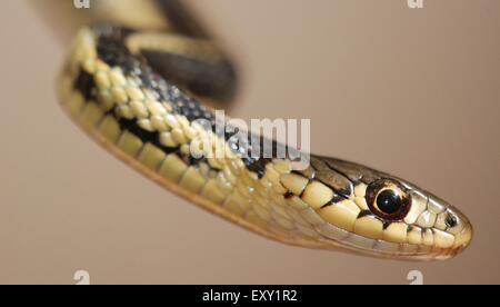 Eine Nahaufnahme von einem Strumpfband-Schlange in freier Wildbahn Stockfoto