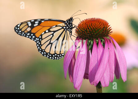 Monarch-Schmetterling schlürfen Nektar aus einer Echinacea-Pflanze Stockfoto