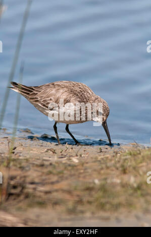 Vertikale Portrait von alpenstrandläufer, Calidris Alpina, Fütterung in einem Sumpf. Stockfoto