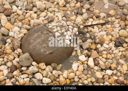 Atlantische Horseshoe Crab, Limulus Polyphemus, Delaware Bay, Delaware, an Land kommen, zu züchten Stockfoto