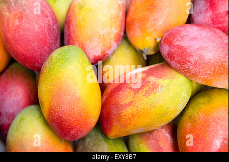Frische bunte tropische Mangos auf dem Display an Outdoor-Bauernmarkt in Rio De Janeiro Brasilien Stockfoto