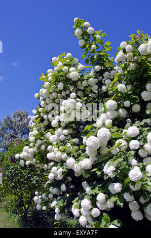 schöne Schneeball (Viburnum Opulus) Busch im Garten blühen Stockfoto
