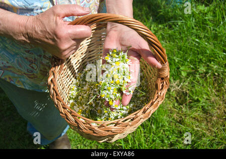 ältere Frau Großmutter Hände halten Kamille medizinische Blumen in der hand Stockfoto