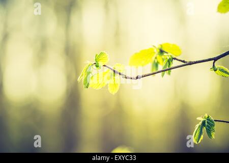 Vintage Foto der neuen Blätter auf Ästen. Natur-Hintergrund. Zusammenfassung Hintergrund Wald Stockfoto