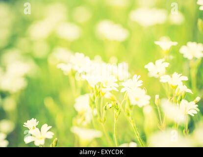 Vintage Foto von blühenden weißen Blüten Vogelmiere in Grasgrün. Natur Frühling Blumen Hintergrund. Stockfoto