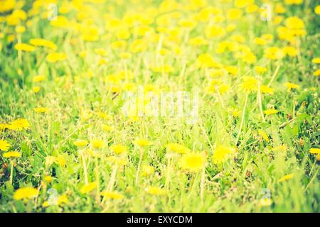 Vintage Foto von blühenden Löwenzahn Blumen in grünen Rasen. Gelbe Frühling Blumen. Stockfoto
