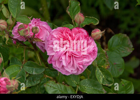 Rose Gertrude Jekyll Stockfoto