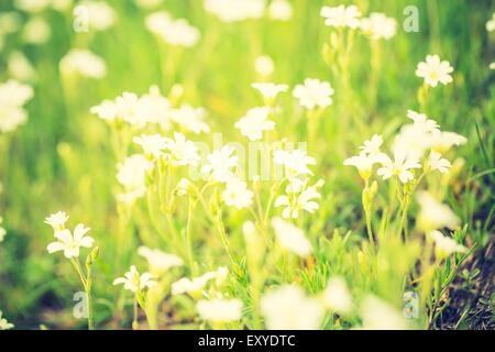 Vintage Foto von blühenden weißen Blüten Vogelmiere in Grasgrün. Natur Frühling Blumen Hintergrund. Stockfoto
