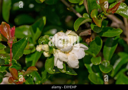 Chaenomeles Superba Jet Trail Stockfoto