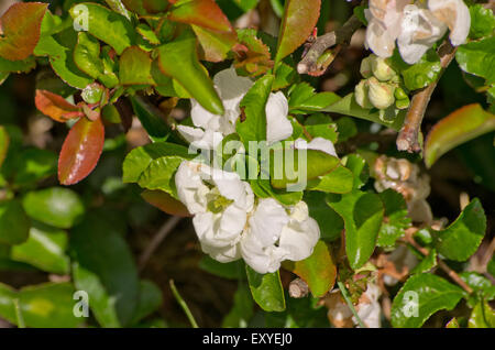 Chaenomeles Superba Jet Trail Stockfoto