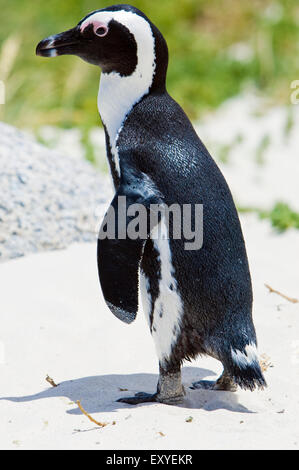 Afrikanische Pinguine aus der Boulders Beach Pinguinkolonie auf dem Festland in Simons Town, Kapstadt Südafrika Stockfoto