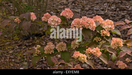 Viburnum Plicatum Rosette Stockfoto