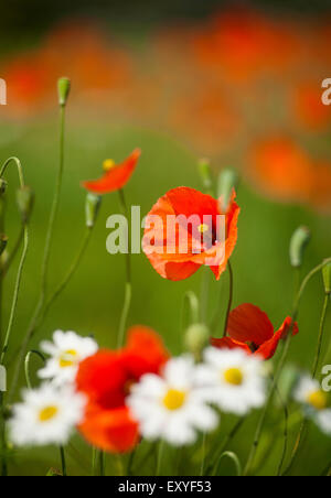 Mohn und Oxeye Daises wachsen wild und frei am verschwenden Boden.  SCO 9977. Stockfoto