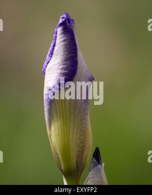 Iris Redalga Stockfoto