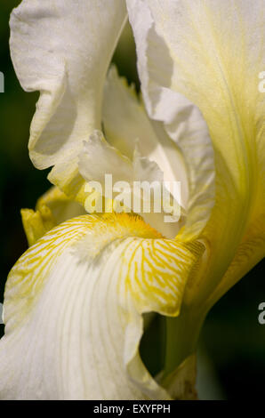 Weiße iris Stockfoto