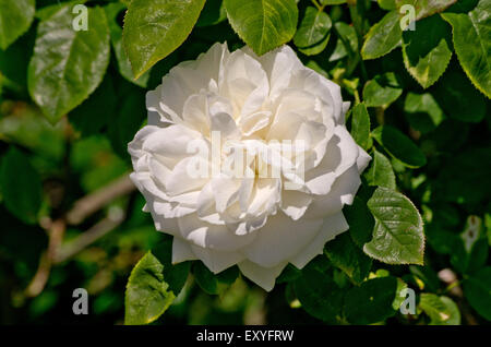 Rosa Winchester Kathedrale Stockfoto