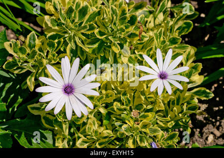 Osteospermum Iced Gem Stockfoto