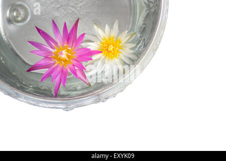 Lotusblüten schwimmend auf klarem Wasser isoliert auf weißem Hintergrund Stockfoto