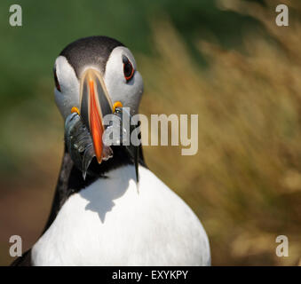 Nahaufnahme der Papageitaucher (Fratercula Arctica) mit Fisch, Farne Islands, Vereinigtes Königreich. Stockfoto