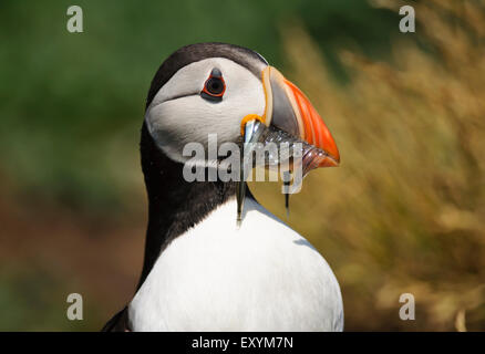 Nahaufnahme der Papageitaucher (Fratercula Arctica), Farne Islands, Großbritannien Stockfoto
