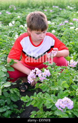 Junge Teenager Kartoffeln im Garten anbauen Stockfoto