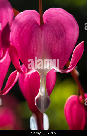 Nahaufnahme von der herzförmige rote Blumen ein Tränendes Herz Dicentra Spectabilis. Stockfoto